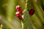 Botanische Garten 40D 7.6.2011 (52 von 147).jpg