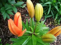 DSCF5500.webp