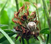 krabbenspinne.webp