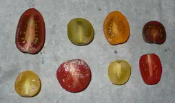 heirloom_III.webp
