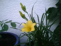 Stella d'Oro.10.06.2011.webp