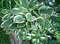 Funkien.10.06.2011.webp