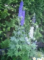 Rittersporn.10.06.2011.webp