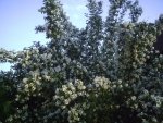 Bauernjasmin.10.06.2011.jpg