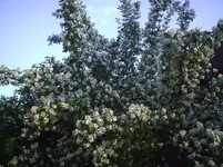 Bauernjasmin.10.06.2011.webp