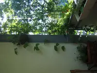 Feuerbohne und Passionsblume,dei eigentlich eine clematis sein sollte.webp