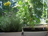 meine gelbe rose.webp