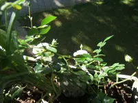 Weiße bodendecker rose.webp