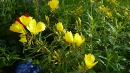 K800_9.Juni 261.webp