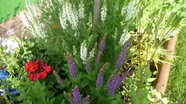 K800_9.Juni 234.webp