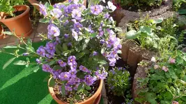K800_9.Juni 239.webp