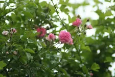 ramblerrose rosa.webp
