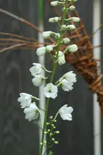 weisse Blume.webp