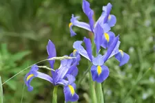 iris blau 2.webp