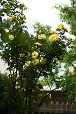 gelbe Rose 4.webp