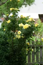 gelbe Rose 3.webp