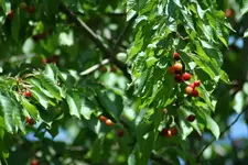 kirschen1.webp