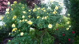 K800_9.Juni 253.webp