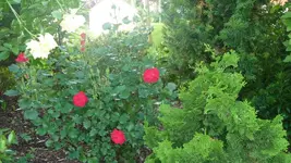 K800_9.Juni 254.webp