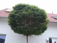 2011-06-10 06.38.59.webp