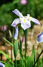 Iris bleu gestreift blüht_kleiner.webp