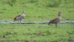 2 Nilgänse2_kleiner.jpg