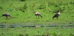 3 Nilgänse_kleiner.jpg