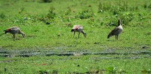 3 Nilgänse_kleiner.webp
