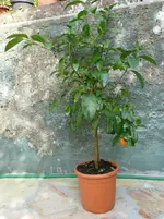 LimaRossa1.webp
