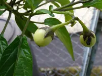 Pepino11_2a.webp