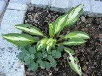 003.webp