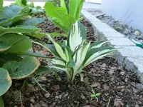 001.webp