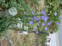 CIMG0910.webp