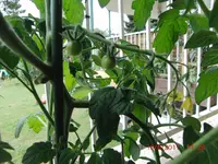 CIMG2955.webp