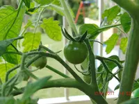 CIMG2961.webp