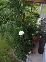 DSCF6005.webp