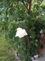 DSCF6006.webp