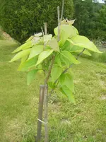 DSCF6013.webp