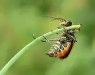 käfer 2 rote punkte.webp