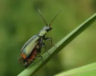 roter punkt käfer.webp