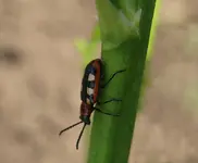 spargelhähnchen abwärts.webp