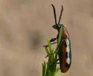 spargelhähnchen 2.webp