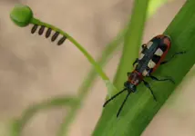 spargelhähnchen ei.webp