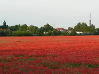 Mohnfeld2.05.06.2011.webp