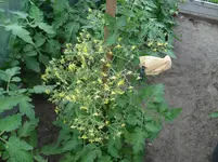 DSC01942.webp
