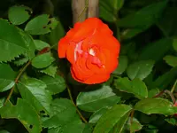 DSCI1433.webp