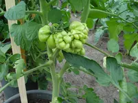 DSC01943.webp