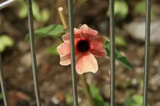 DSC05416.webp