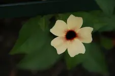 DSC05417.webp
