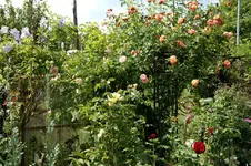 DSC05420.webp